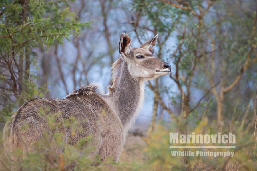 "Female greater Kudu - Kruger Park"