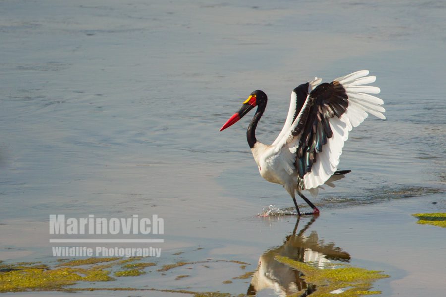 "Saddle-billed Stork landing - Kruger Park"