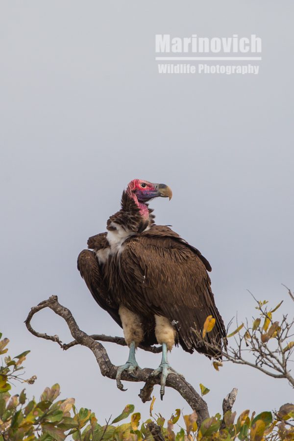 "Lappet-faced Vulture -  Marinovich Wildlife Photography"