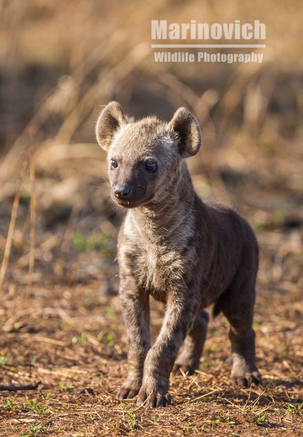 "Curious hyena pup"