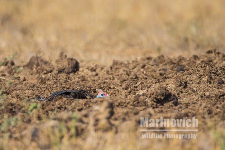 "Helmeted Guineafowl - Marinovich Wildlife Photography"