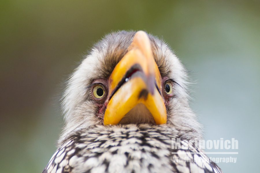 "Southern Yellow-billed Hornbill - Marinovich Wildlife Photography"