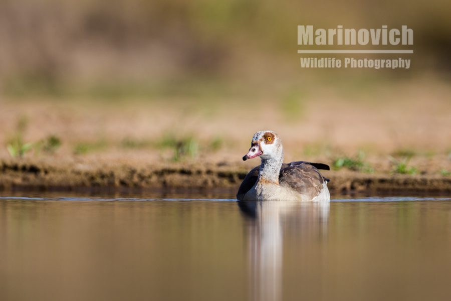 "Egyptian Goose - Marinovich Wildlife Photography"