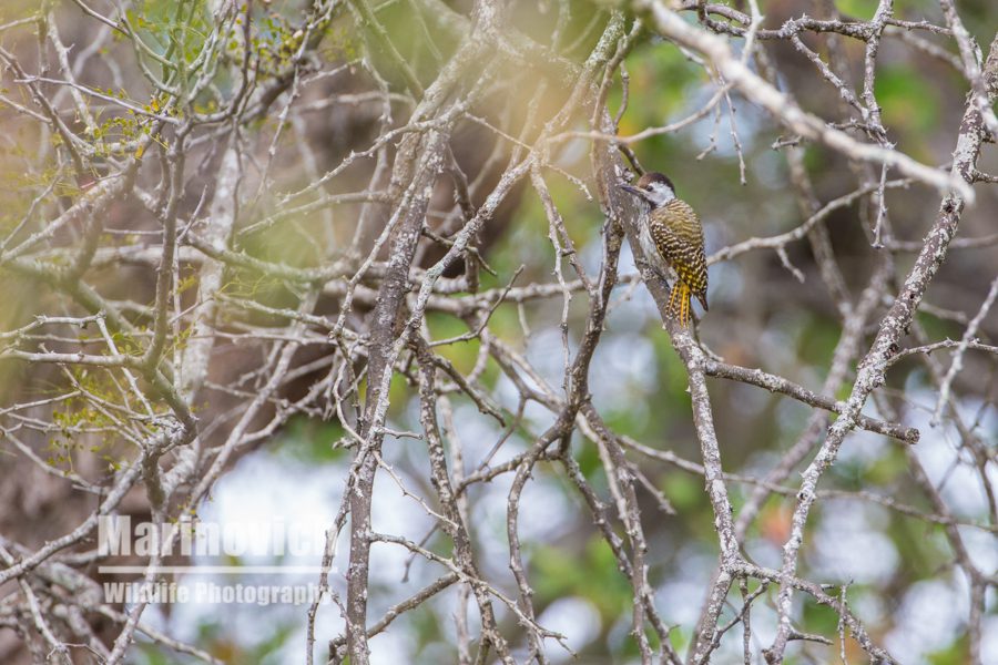 "Cardinal Woodpecker - Marinovich Wildlife Photography"