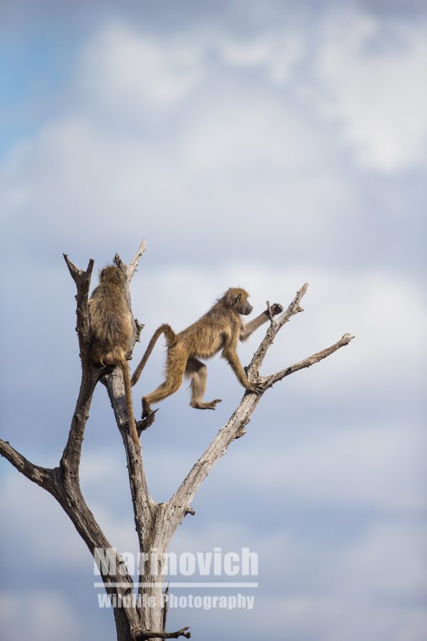 "Chacma baboons - Marinovich Wildlife Photography"