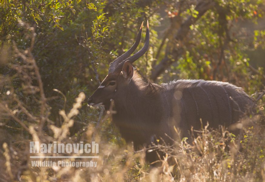 "Nyala male - Kruger National Park"