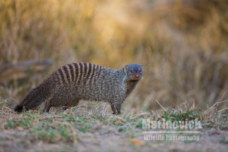 "Banded Mongoose - Marinovich Wildlife Photography"