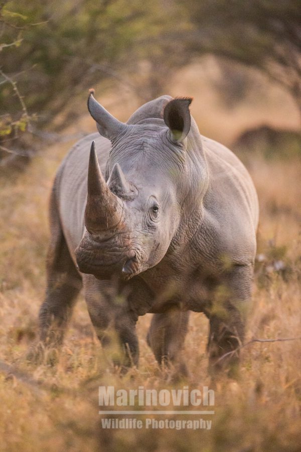 "Southern White Rhino - Marinovich Wildlife Photography"