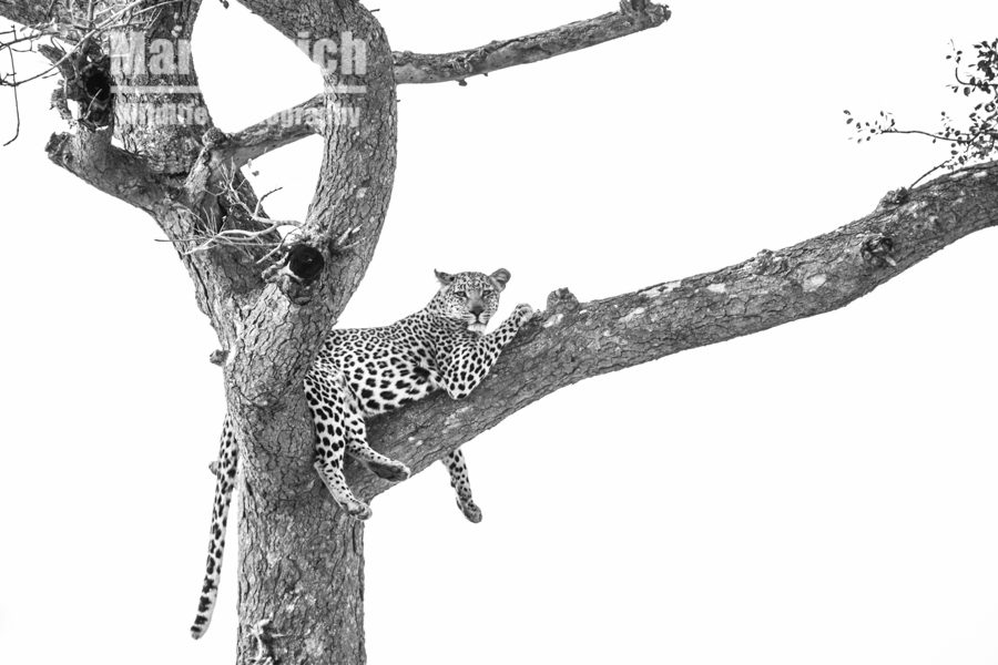 "LIT - Leopard in a tree - Marinovich Wildlife Photography"