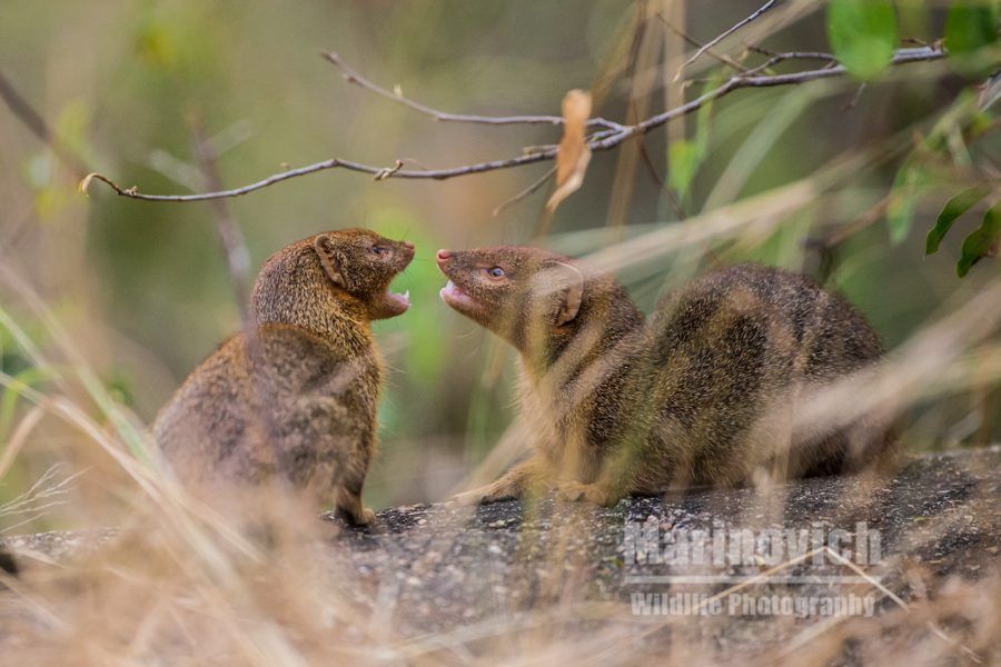 "Slender Mongoose couple courting - Marinovich Wildlife Photography"