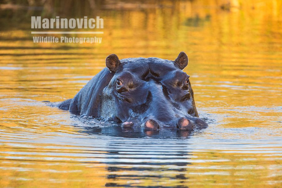 "Hippo rising - Kruger National Park"
