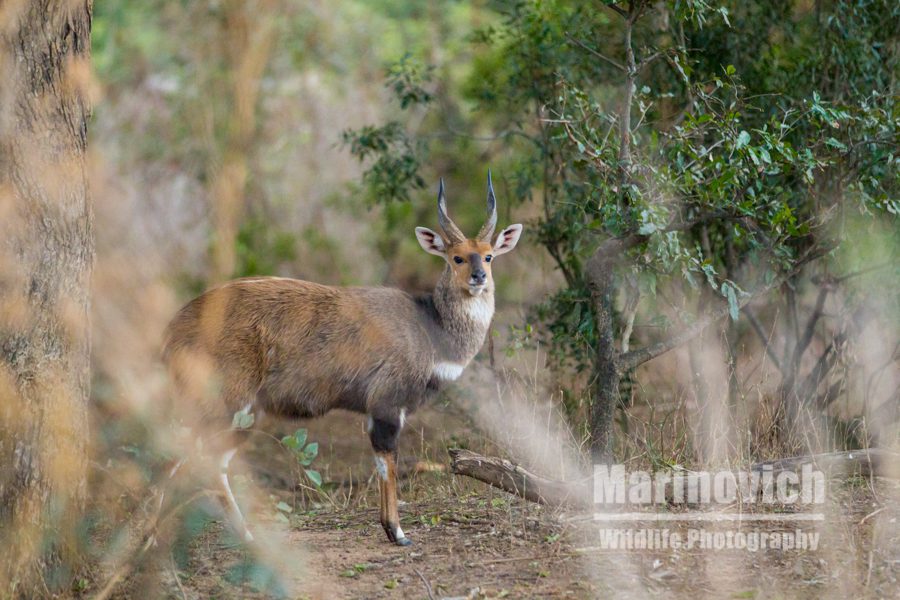"Male Bushbuck - Marinovich Wildlife Photography"