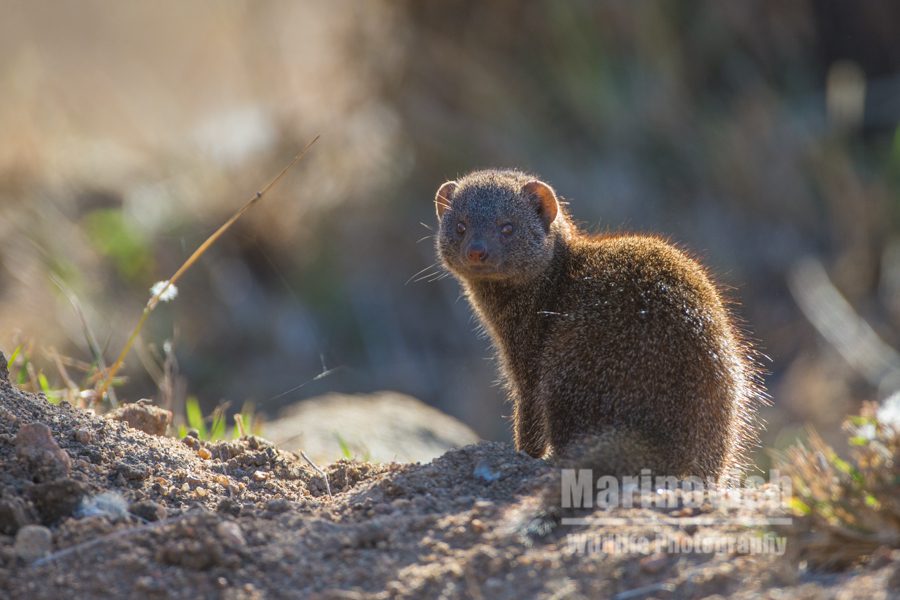 "Dwarf Mongoose - Kruger National Park"