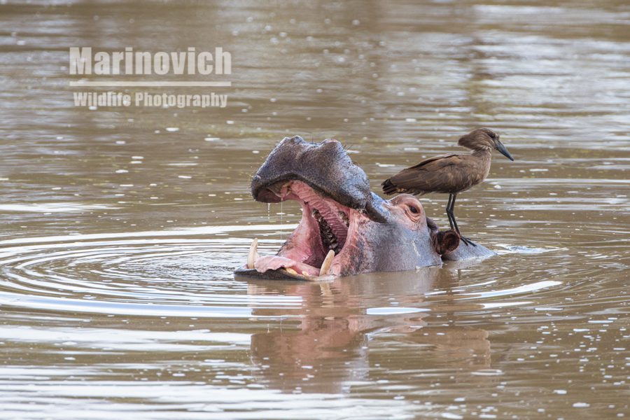 "young hippo and Hamerkop - Marinovich Wildlife Photography"