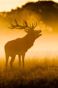 "Red deer roar - Marinovich Photography"
