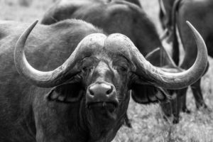 "buffalo - Marinovich Photography"