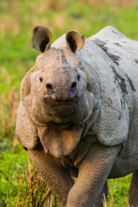"Greater single horned rhino, kaziranga india - Marinovich Photography"
