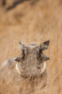 "warthog male - Marinovich Photography"