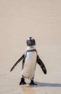 "African penguin in Cape town - Marinovich Photography"