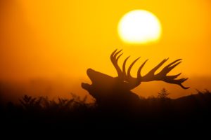 "red deer roar - Marinovich Photography"