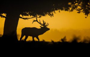 "red deer rut - bushy park - Marinovich Photography"