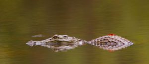 "nile crocodile and dragonfly - Marinovich Photography"