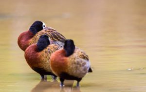 "white-faced whislting ducks - Marinovich Photography"