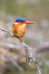 "malachite kingfisher at Lake placid hide - Marinovich Photography"