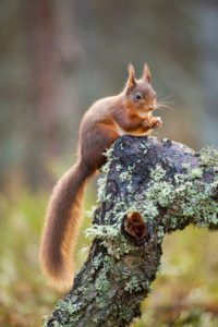 "red squirrel, scotland - Marinovich Photography"