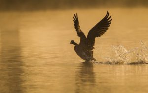 "canada goose in bushy park london - Marinovich Photography"