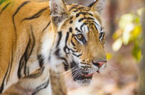 "tiger portrait in bandhavgarh - Marinovich Photography"