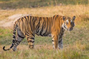 "tiger in bandhavgarh, india - Marinovich Photography"