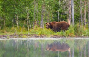 "eurasian brown bear - Marinovich Photography"