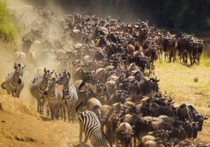 "wildebeest and zebra crossing in the masai mara - Marinovich Photography"