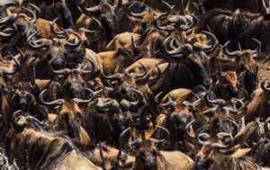 "wildebeest mayhem - Marinovich Photography"