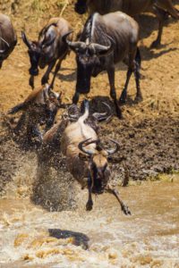 "wildebeest crossing in the mara - Marinovich Photography"