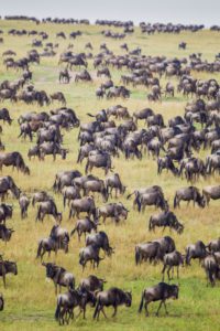"wildebeest in the masai mara - Marinovich Photography"