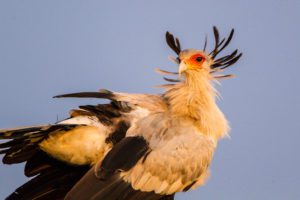 "secretary bird in the masai mara - Marinovich Photography"