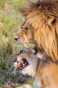 "mating lions - Marinovich Photography"