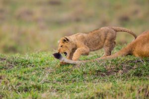 "cheeky lion cub - Marinovich Photography"