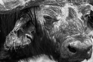 "old dagga boy - african buffalo - Marinovich Photography"
