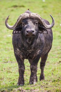 "the buffalo stare, Masai mara - Marinovich Photography"