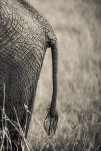 "elephant tail - Marinovich Photography"