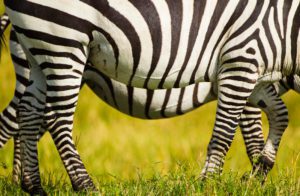 "zebra bellies - Marinovich Photography"