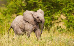 "elephant calf in the masai mara - Marinovich Photography"
