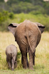 "elephant and calf in the masai mara - Marinovich Photography"