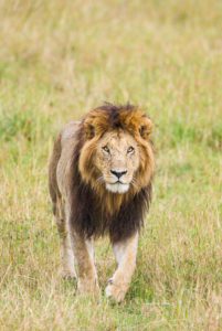 "African Lion - Marinovich Photography"