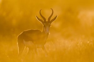 "springbok silhouette - Marinovich Photography"