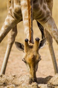 "giraffe drinking - Marinovich Photography"