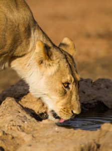 "lioness drinking - Marinovich Photography"